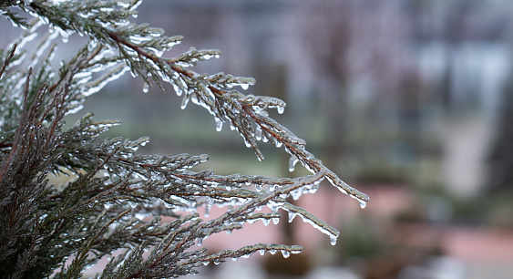 Frosty Junipers: Winter's Touch Decorates the Branches with Ice