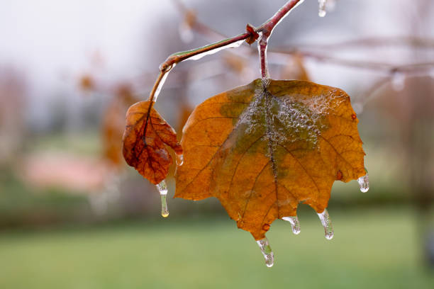 istock Frozen Elegance: Frost Adorns the Delicate Leaf in Winter's Embrace 2088093986