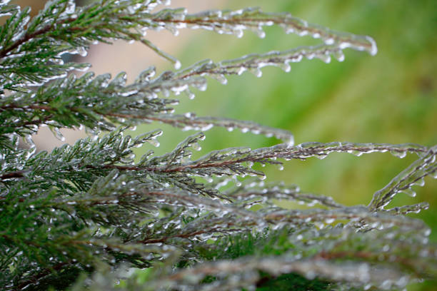Icy Junipers: Delicate Ice Crystals on the Branches in Winter's Grasp