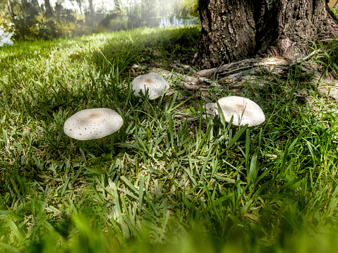 Closeup wild mushrooms in sunny day