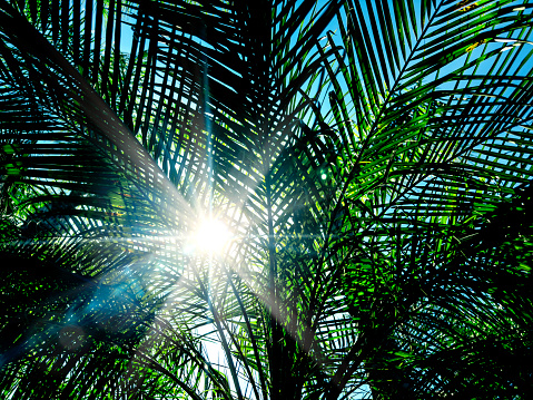 Beautiful Green Palm leaf and sun. Green background of palm trees. Exotic Tropical background. Copy Space.