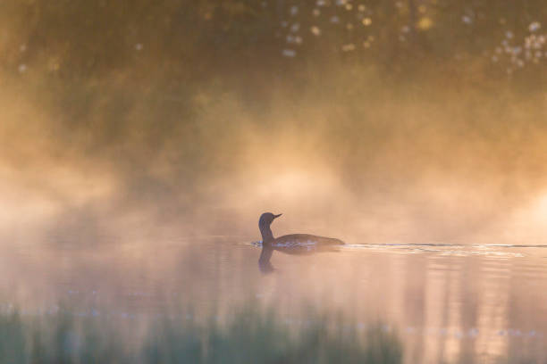 istock Red throated loon swim in a misty pond at dawn 2088101404