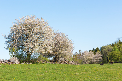Flowering cherry tree on a field at spring
