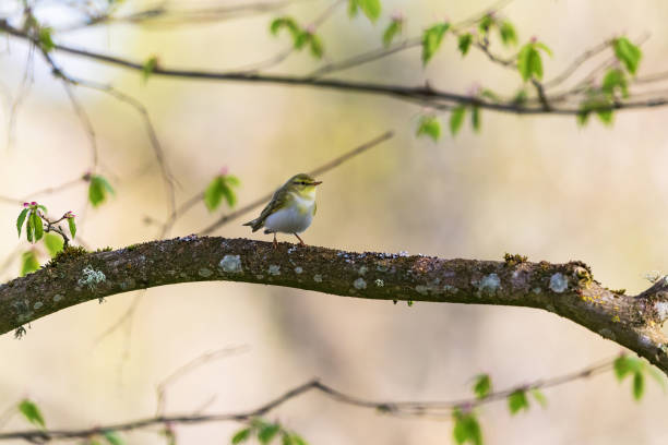 Wood warbler on a branch in the woods in spring Wood warbler on a branch in the woods in spring wood warbler phylloscopus sibilatrix stock pictures, royalty-free photos & images