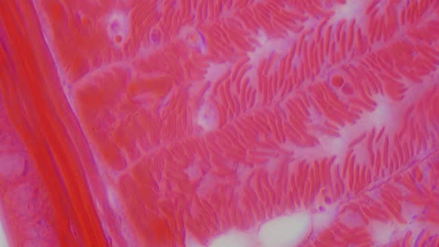 Helminthology. Study of influence of parasites on human and animal health, ecology, soil science and agroecology. Body of a worm in cross section under microscope. Scientific laboratory