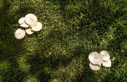 White mushrooms in green grassy field