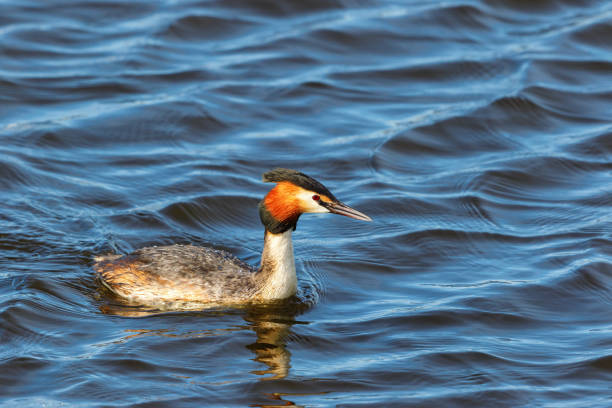 istock Colorful Great Crested Grebe swimming slowly in the water 2088104569