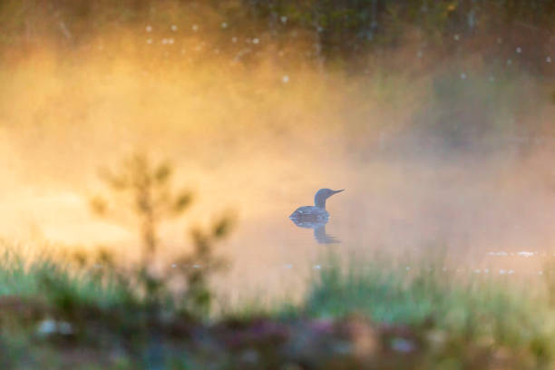 istock Alone Red throated loon in a forest lake in a misty morning light 2088105665