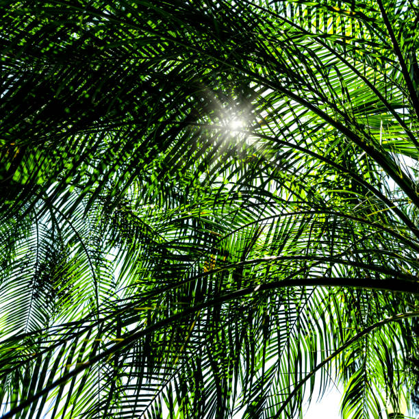 Palm trees in Florida