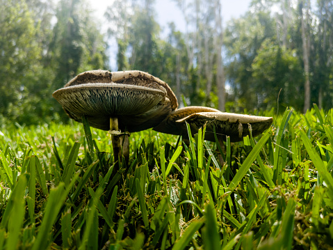 Close up wild mushrooms