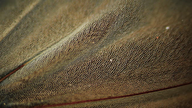 Wings of house fly under microscope. Entomological scientific laboratory close-up.  Super magnification, 100x times. Transparent fly membrane with veins and villi. Rigidity and lightness. Engineering mimicry concept from wild nature