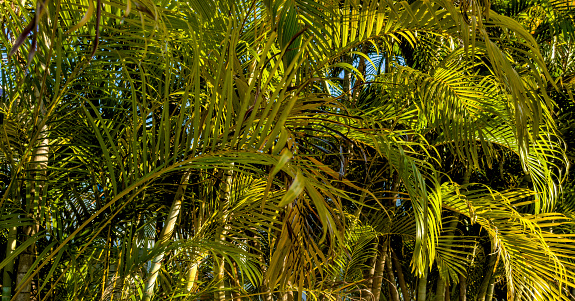 Close up palm trees in Key West, Florida