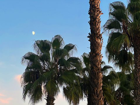 A full moon in a dark blue sky, with blurred palm fronds blowing in the wind in the foreground