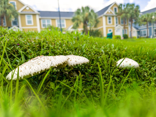 istock Wild mushrooms in green grass landscape 2088119323