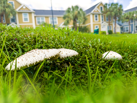 Wild mushrooms growing out  from green grass in a sunny day