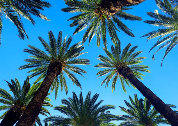istock Tall palm trees over sunny blue sky 2088122494