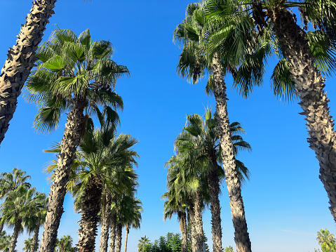 Row of large date palms grows in flower beds along the wide pier of the luxurious marina. High quality photo