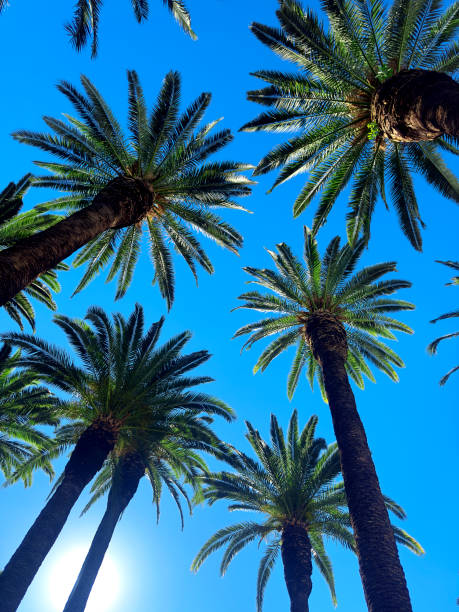 istock Tall palm trees over sunny blue sky 2088138631