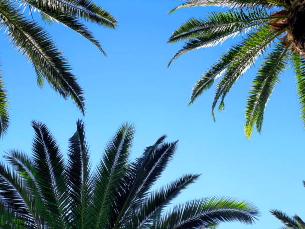istock Tall palm trees over sunny blue sky 2088140195