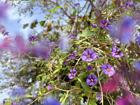 Purple cute flowers - Japanese Anemone hupehensis var. japonica
