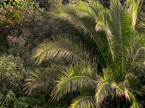 Palm tree and tropical plants in Mediterranean Turkey