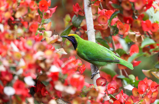 Golden-fronted Leafbird are common resident breeder in India, Sri Lanka, and parts of Southeast Asia.