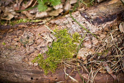 Lichen detailed macro backdrop. Tree trunk texture.