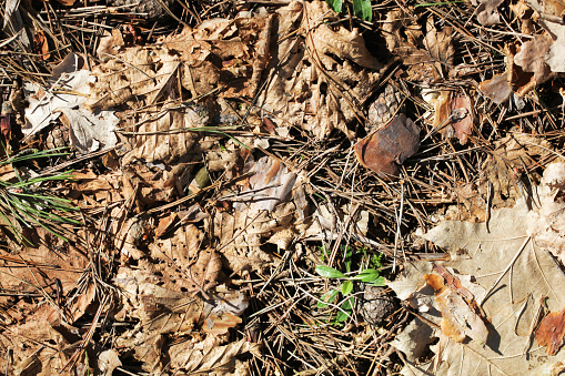 Autumn woods ground. Undergrowth texture. Dry leaves and pine cones.