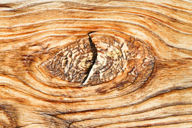 closeup wood pattern