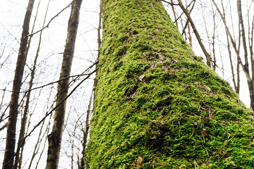 Close up of bark of cedar tree texture background.