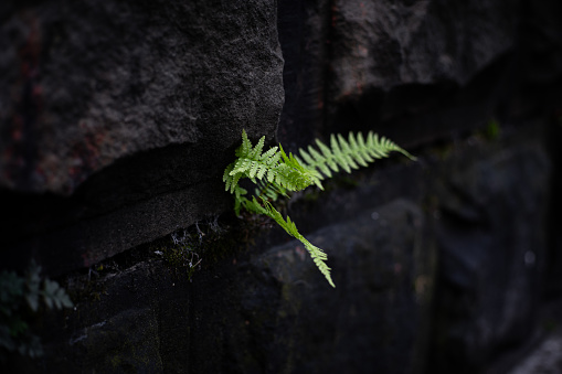 A single fern leaf emerges vibrantly from the cracks of a dark, stone cliff. The contrasting textures of the delicate green fronds and the rough, shadowed rock surface create a striking natural scene.