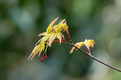 New leaves and red buds of maple (Natural+flash light, macro close-up photography)