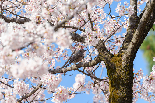 Scenery of Spring in Japan