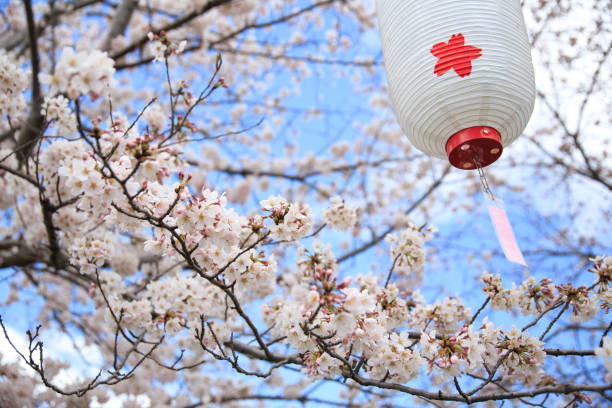 istock Cherry blossom festival lanterns and cherry blossoms 2088227036