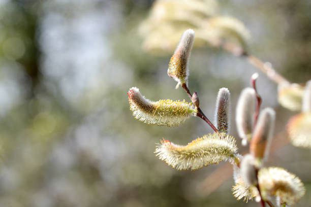 Flower spikes (male flowers) of pussy willow sparkle in the spring sunlight.