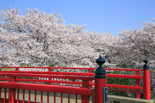 Scenery of Spring in Japan