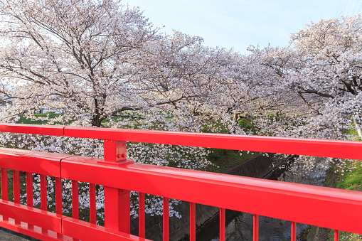 Scenery of Spring in Japan