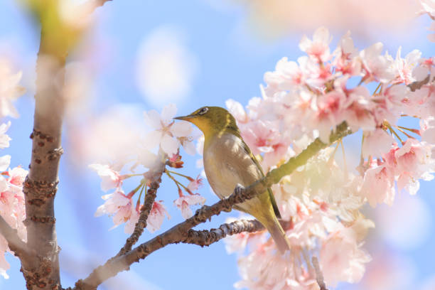 istock A white-eye perches on a branch of a cherry tree in full bloom 2088230150