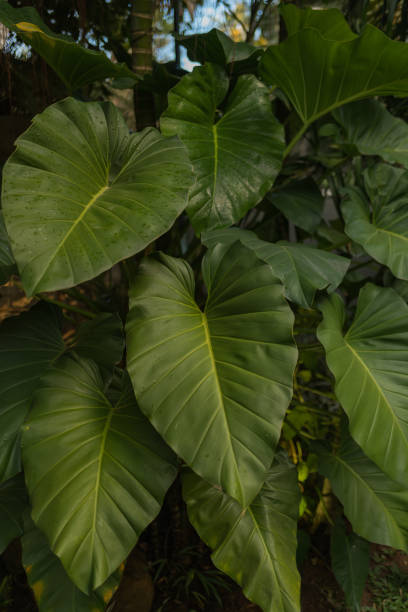 Green and yellow Canna lily leaf cover.