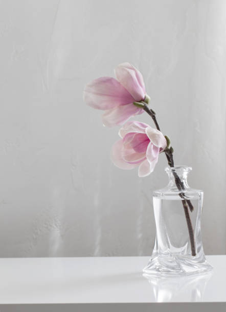 pink magnolia flowers in glass vase on white background - magnolia flower single flower white ストックフォトと画像