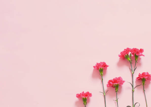 istock pink carnation flowers on pink background 2088243373