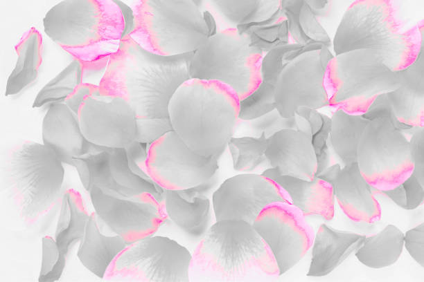A detailed macro photograph of a soft ivory rose displaying its intricate petals with elegance. This image captures the beauty and gentle nature of the flower, symbolizing purity, love, and serenity.