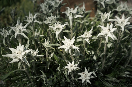 The edelweiss is the queen of the Alps, a rare flower that is resistant to everything.