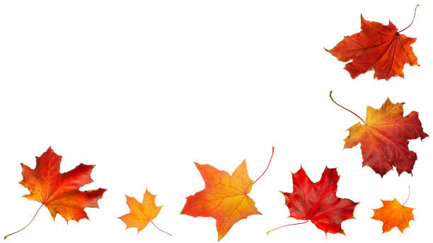 istock Autumn orange  leaves falling down Isolated on white background 2088255917