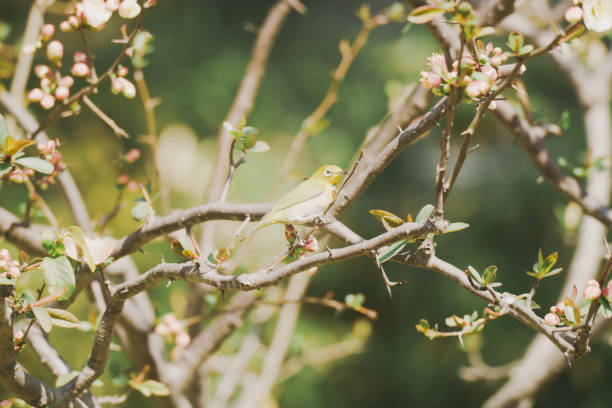 Bulbul sucks nectar from plum blossoms blooming at Otemon Gate