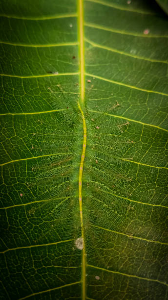 istock camouflaged green caterpillar 2088269403