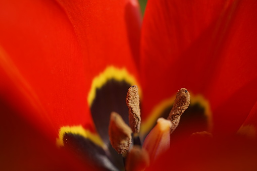 A close up of red blooming eyed tulips (tulipa agenensis) in a garden in spring