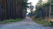 Sand Ground Road Through Coastal Area Pine Forest