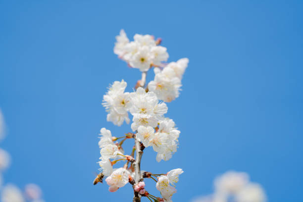 Beautiful cherry blossoms blooming in a garden in Tokyo