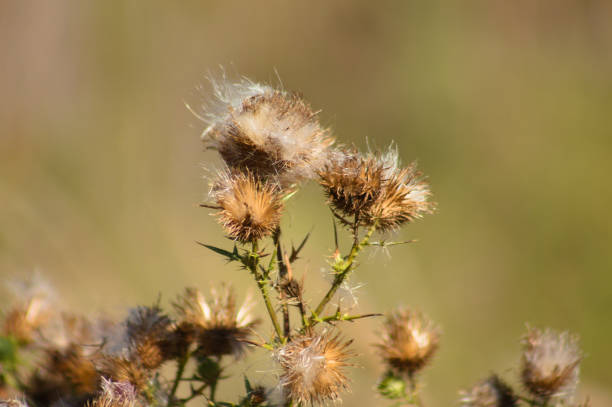 Close-up of fluffy brown bull thistle seeds with blurred background